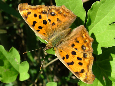 福光村昆虫記(チョウ2:タテハチョウ)
